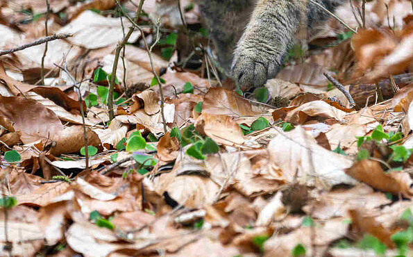 Die Wildkatze ist im Wildnisgebiet Jüerbog zuhause, Foto: Dr. Tilo Geisel, Lizenz: Dr. Tilo Geisel