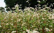 buckwheat, Foto: Claudia Donat, Lizenz: Naturpark Niederlausitzer Landrücken