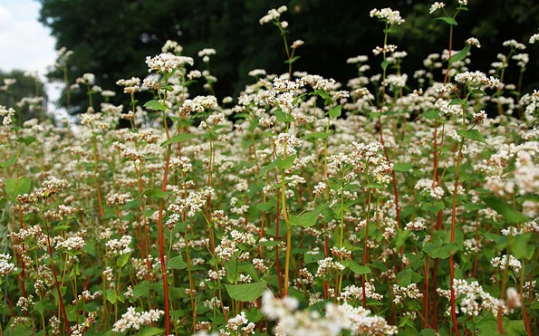 buckwheat, Foto: Claudia Donat, Lizenz: Naturpark Niederlausitzer Landrücken