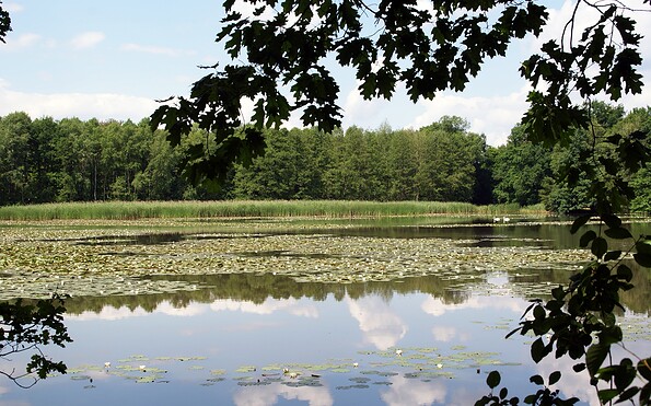 pons near Buchwäldchen-Muckar, Foto: Claudia Donat, Lizenz: Naturpark Niederlausitzer Landrücken