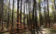 Forest in the "Calauer Schweiz", Foto: Claudia Donat, Lizenz: Naturpark Niederlausitzer Landrücken