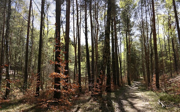 Forest in the "Calauer Schweiz", Foto: Claudia Donat, Lizenz: Naturpark Niederlausitzer Landrücken