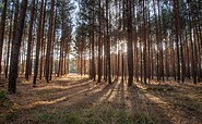 Forest in the "Calauer Schweiz", Foto: Peter Becker