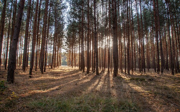 Forest in the "Calauer Schweiz", Foto: Peter Becker