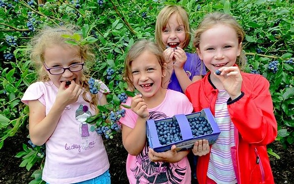 Blueberry time on the Spargel- und Erlebnishof Klaistow, picture: Julian Stähle, Foto: Antje Winkelmann