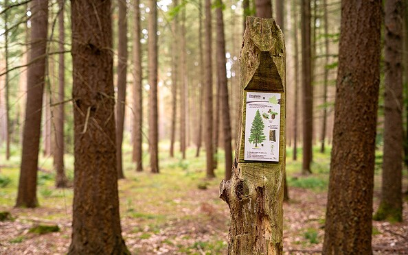 Bernauer Waldlehrpfad, Foto: Michél Schmidt, Lizenz: BeSt Bernauer Stadtmarketing GmbH