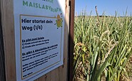 Maislabyrinth PlantAGE, Foto: Stadtmarketing Frankfurt Oder