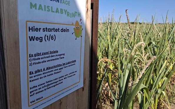 Maislabyrinth PlantAGE, Foto: Stadtmarketing Frankfurt Oder