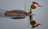 Haubentaucher, Foto: Angelika Laslo