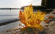 Herbst Storkower See, Foto: Angelika Laslo, Lizenz: Seenland Oder-Spree