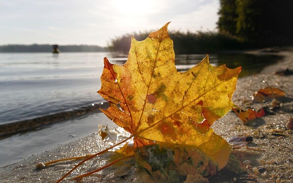 Herbst Storkower See, Foto: Angelika Laslo, Lizenz: Seenland Oder-Spree