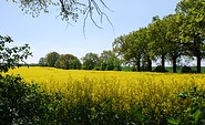 Rapsfeld © TV Havelland e.V., Foto: Tourismusverband Havelland e.V.