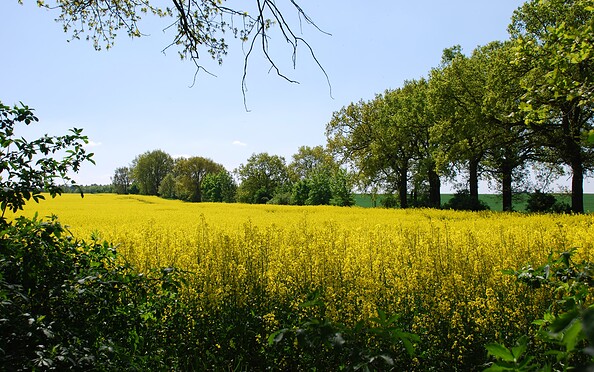 Rapsfeld © TV Havelland e.V., Foto: Tourismusverband Havelland e.V.
