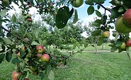Äpfel im Pomo-Garten Döllingen, Foto: Andrea Opitz, Lizenz: Andrea Opitz