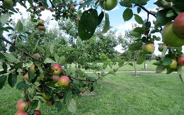 Äpfel im Pomo-Garten Döllingen, Foto: Andrea Opitz, Lizenz: Andrea Opitz