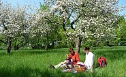 Picknick während der Obstblüte, Foto: TV Elbe-Elster-Land