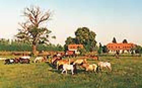 Pony Farm Neuholland