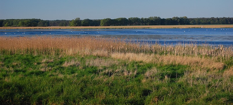 Vogelbeobachtungsturm am Streng (Rietzer See) bei Netzen