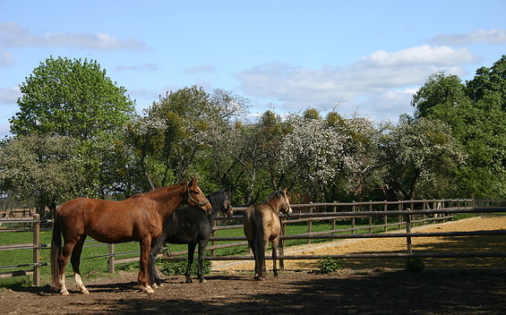 Pferdekoppel im Ruppiner Seenland, Foto: TV Ruppiner Seenland e.V.