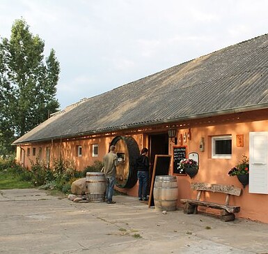 Weingut Klosterhof Töplitz - vineyard
