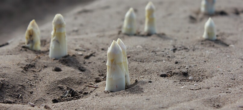 Spargelhof Rehagen, asparagus farm