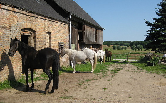 Long-distance riding in the Havelland region