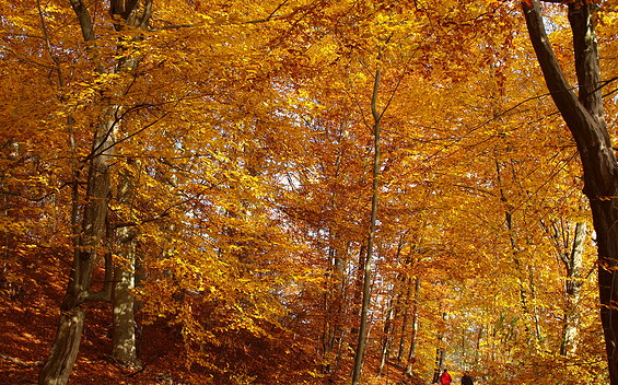 Golden autumn in the Schlaubetal Valley - walking tour