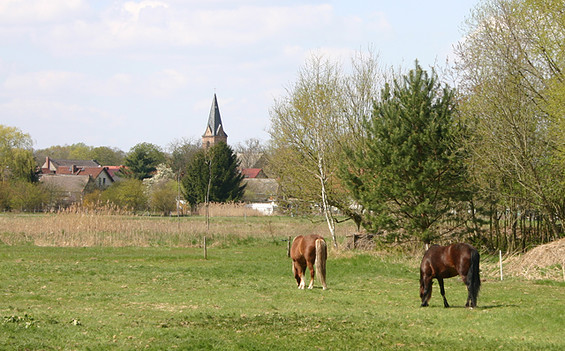 PferdeKoppel bei Prieros, Foto: Tourismusverband Dahme-Seen e.V.