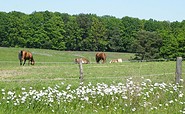Pferde auf der Koppel