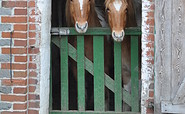Pferde, Foto: Elke Melchert