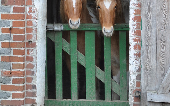Pferde, Foto: Elke Melchert