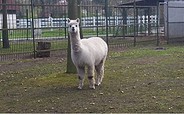 Alpaka im Heimattierpark Luckenwalde, Foto: Tierpark Luckenwalde