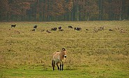 Haustierpark und Wildpferdgehege Liebenthal