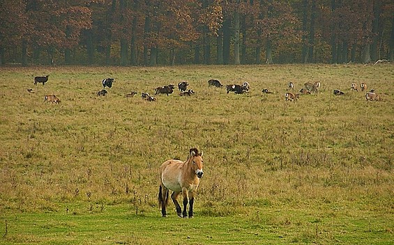 Haustierpark und Wildpferdgehege Liebenthal