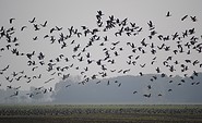 Vogelschwarm in der Elbaue, Foto: Jan Schormann