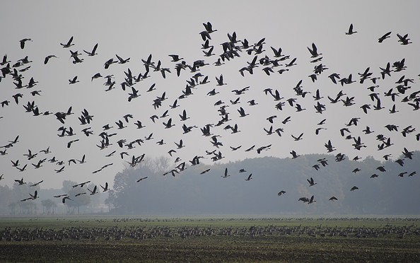 Vogelschwarm in der Elbaue, Foto: Jan Schormann