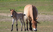 Przewalski-Pferde in der Döberitzer Heide, Foto: P. Nitschke
