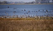 Naturlehrpfad am Gülper See, Foto: TV Havelland e.V.