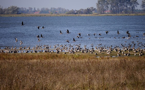Naturlehrpfad am Gülper See, Foto: TV Havelland e.V.