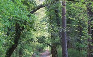 Allee, Foto: Kurpark Wildau