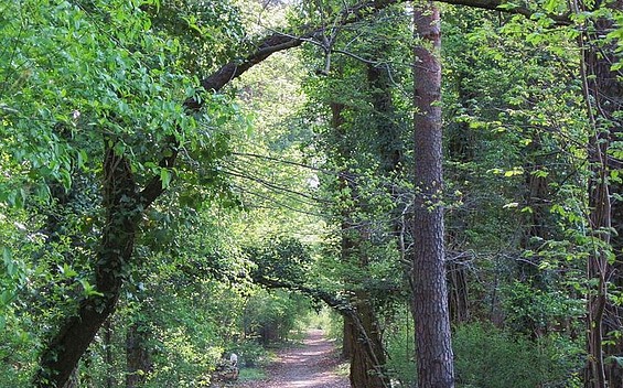 Allee, Foto: Kurpark Wildau