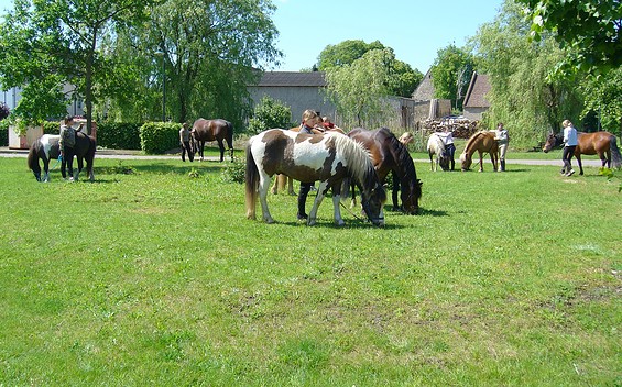 Ponyfarm Bendix, Foto: Anne-Kathrin Bendix
