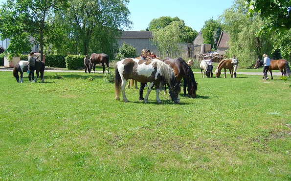 Ponyfarm Bendix, Foto: Anne-Kathrin Bendix