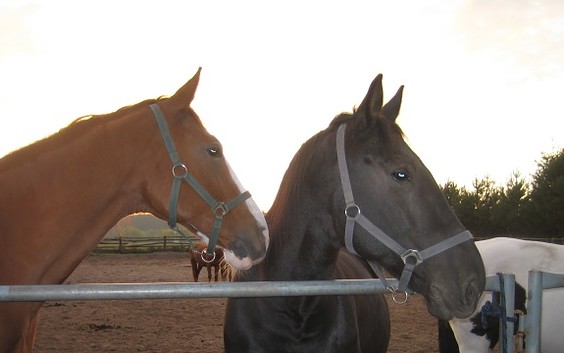 Pferde vom Reiterhof und Pension "Zum Rappen"