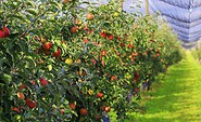 Apfelreihen, Foto: Pomona Gartenbau GmbH &amp; co. KG