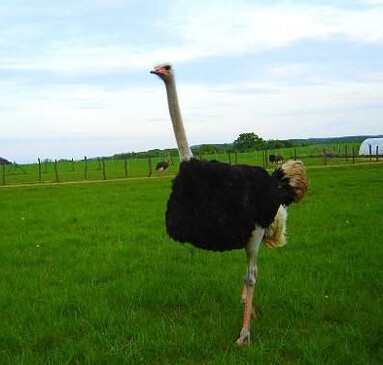 Ostrich Farm at Liebenstein
