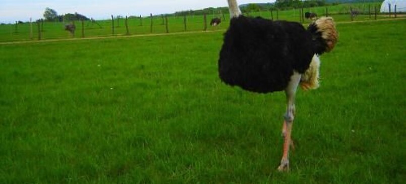 Ostrich Farm at Liebenstein