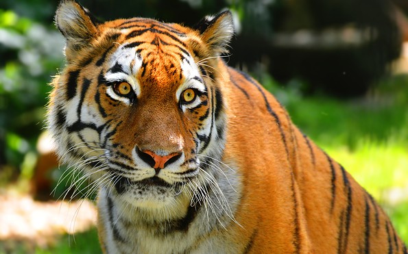 Sibirischer Tiger, Foto: Zoo Hoyerswerda