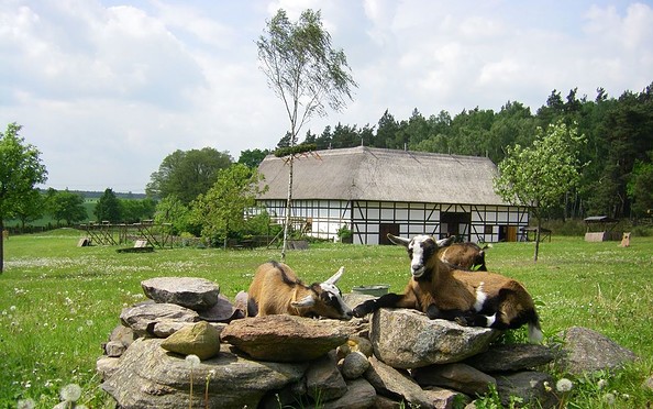 Freilichtmuseum Höllberghof - Ziegen auf dem Hof