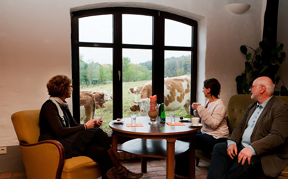Kuh-Kino in der Moorscheune, Foto: Jens Wegner